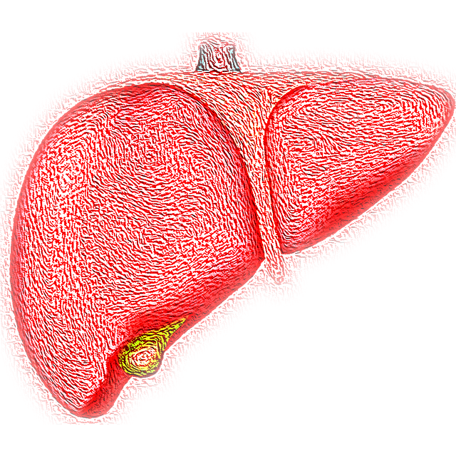 liver-g93dfd3e8b_640.png